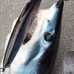 へいみつ丸 釣果