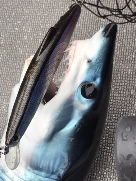 へいみつ丸 釣果