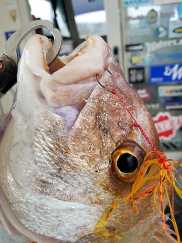 遊漁船 ニライカナイ 釣果