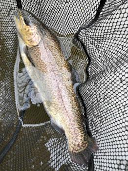 フィッシング サンクチュアリ 釣果