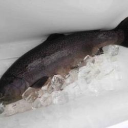 フィッシング サンクチュアリ 釣果