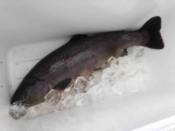 フィッシング サンクチュアリ 釣果