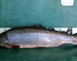 フィッシング サンクチュアリ 釣果