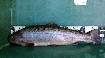 フィッシング サンクチュアリ 釣果