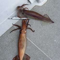 へいみつ丸 釣果