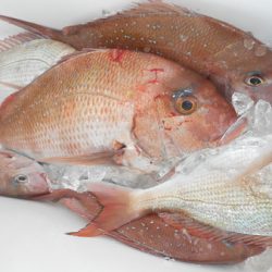 こうゆう丸 釣果