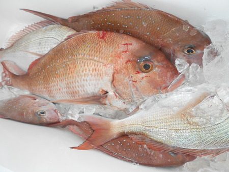 こうゆう丸 釣果