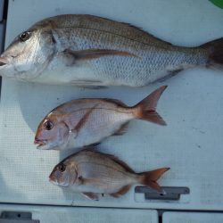 遊漁船 遊友 釣果