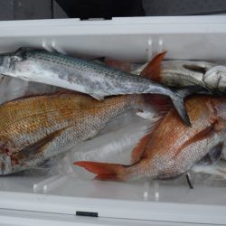 遊漁船 遊友 釣果