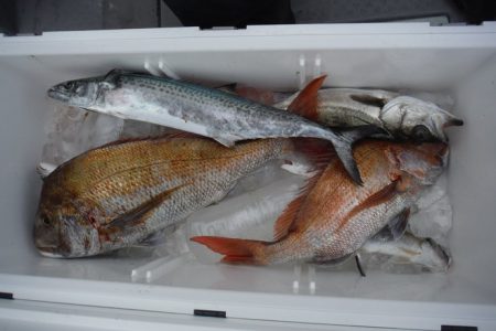 遊漁船 遊友 釣果