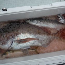 遊漁船 遊友 釣果