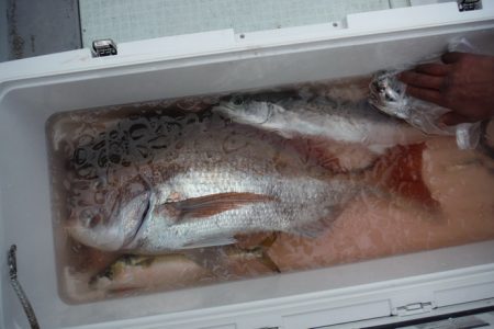 遊漁船 遊友 釣果