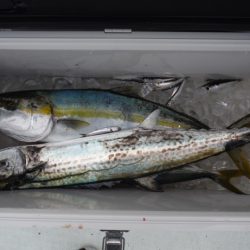 遊漁船 遊友 釣果