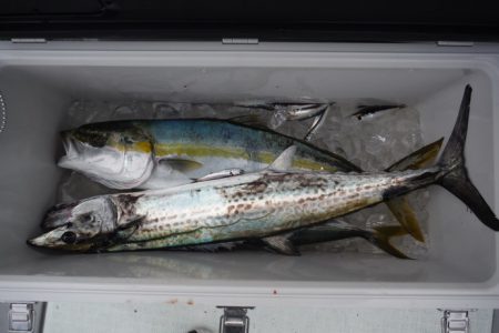 遊漁船 遊友 釣果