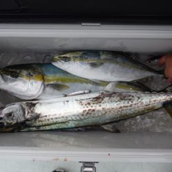 遊漁船 遊友 釣果