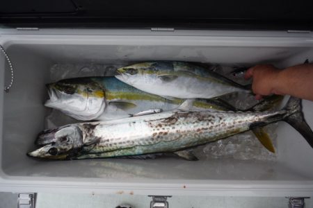 遊漁船 遊友 釣果