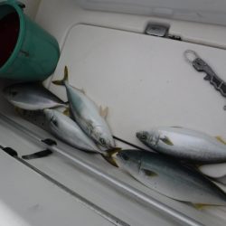 BlueNote Fishing Taxi 釣果