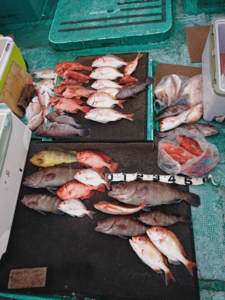 清和丸 釣果
