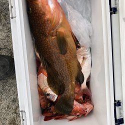 リトルワン 釣果