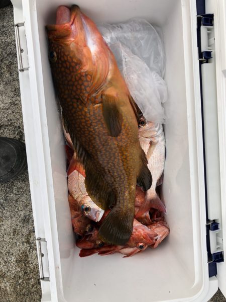 リトルワン 釣果