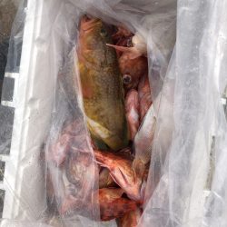 リトルワン 釣果