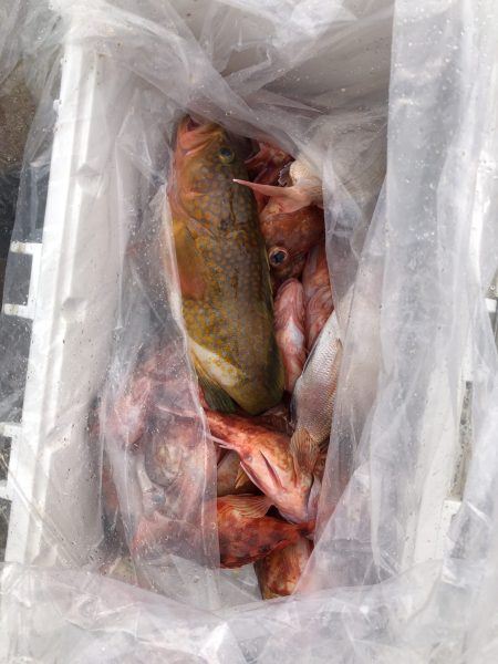 リトルワン 釣果