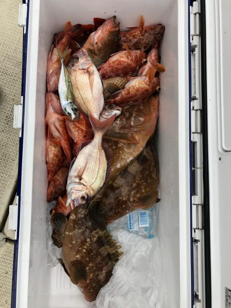 リトルワン 釣果