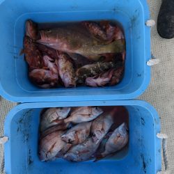 リトルワン 釣果