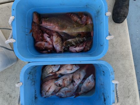 リトルワン 釣果