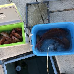 リトルワン 釣果