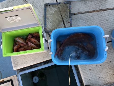 リトルワン 釣果