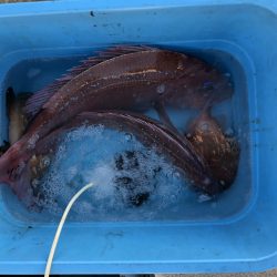 リトルワン 釣果