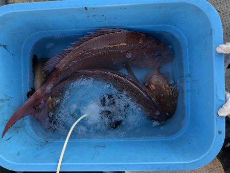 リトルワン 釣果