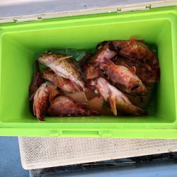 リトルワン 釣果