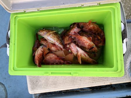 リトルワン 釣果