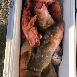 リトルワン 釣果