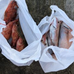 リトルワン 釣果