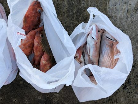 リトルワン 釣果