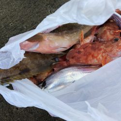 リトルワン 釣果