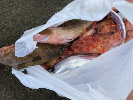 リトルワン 釣果