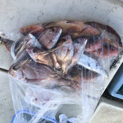 リトルワン 釣果