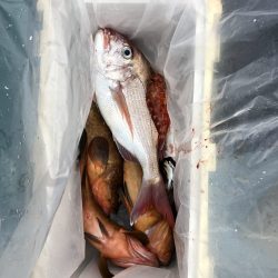 リトルワン 釣果