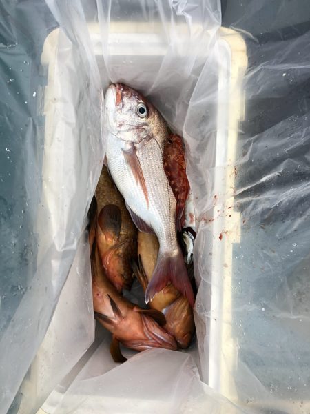 リトルワン 釣果