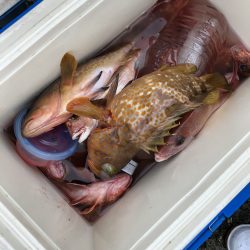 リトルワン 釣果