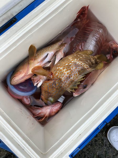 リトルワン 釣果