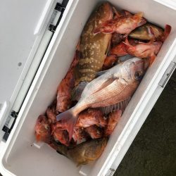 リトルワン 釣果