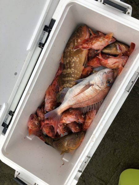 リトルワン 釣果