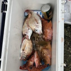 リトルワン 釣果