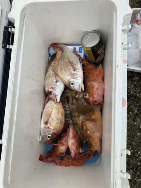 リトルワン 釣果