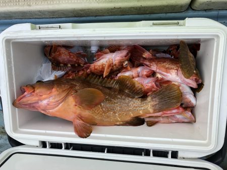 リトルワン 釣果